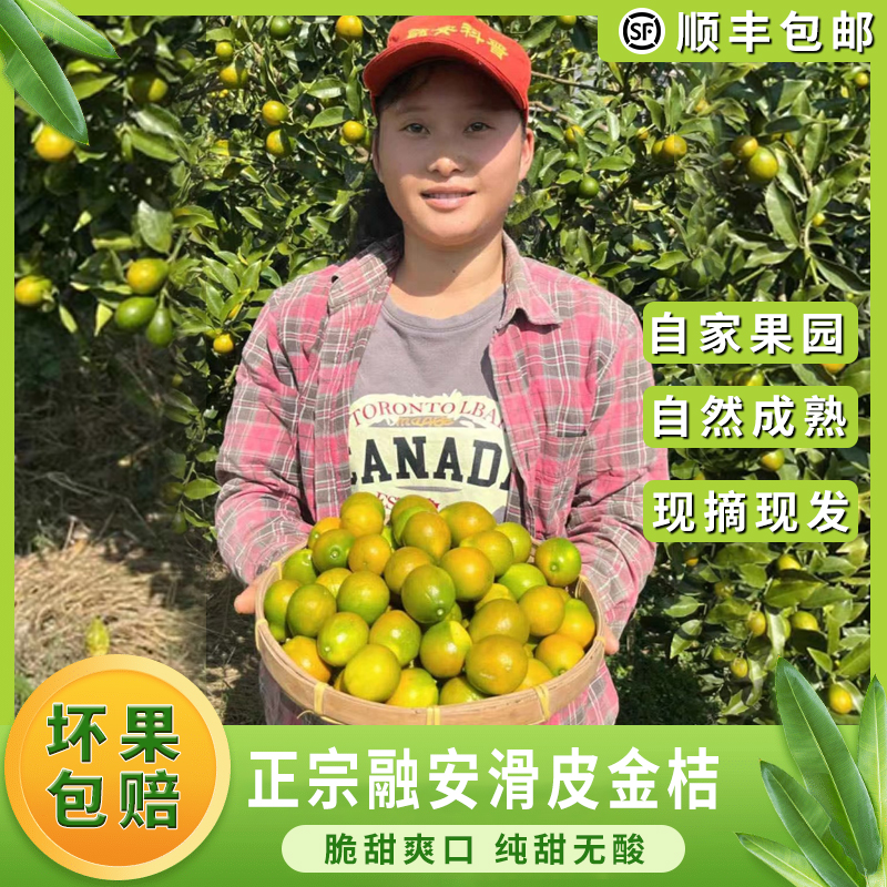 广西融安脆皮金桔纯甜无酸