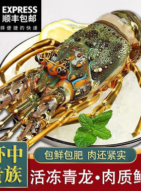 新鲜小青龙虾鲜活速冻大龙虾澳龙特大青龙仔澳洲龙虾冰鲜海鲜水产