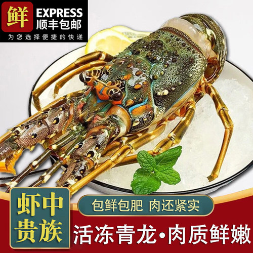 新鲜小青龙虾鲜活速冻大龙虾澳龙特大青龙仔澳洲龙虾冰鲜海鲜水产