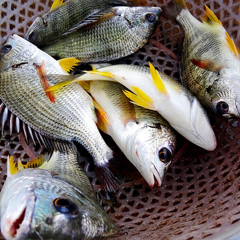 新鲜黄翅鱼海捕黄脚立黄立鱼海鲜水产鲜活冷冻黄赤黄鳍鲷黄蜡鱼