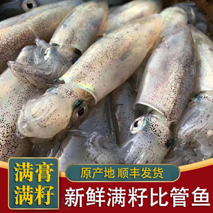东山岛满籽海兔 比管鱼 新鲜带籽鱿鱼海兔子 小鱿鱼籽乌 海鲜水产