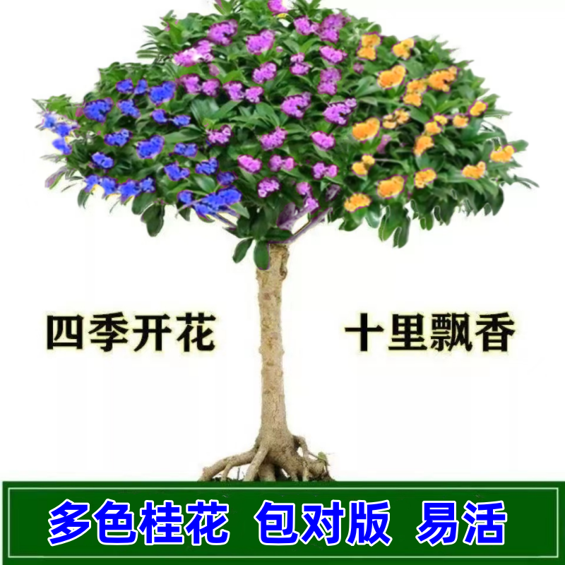 桂花常青四季浓香花卉大树苗