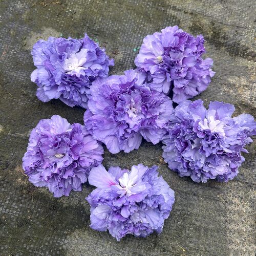 重瓣蓝莓冰沙木槿花盆栽地栽耐寒