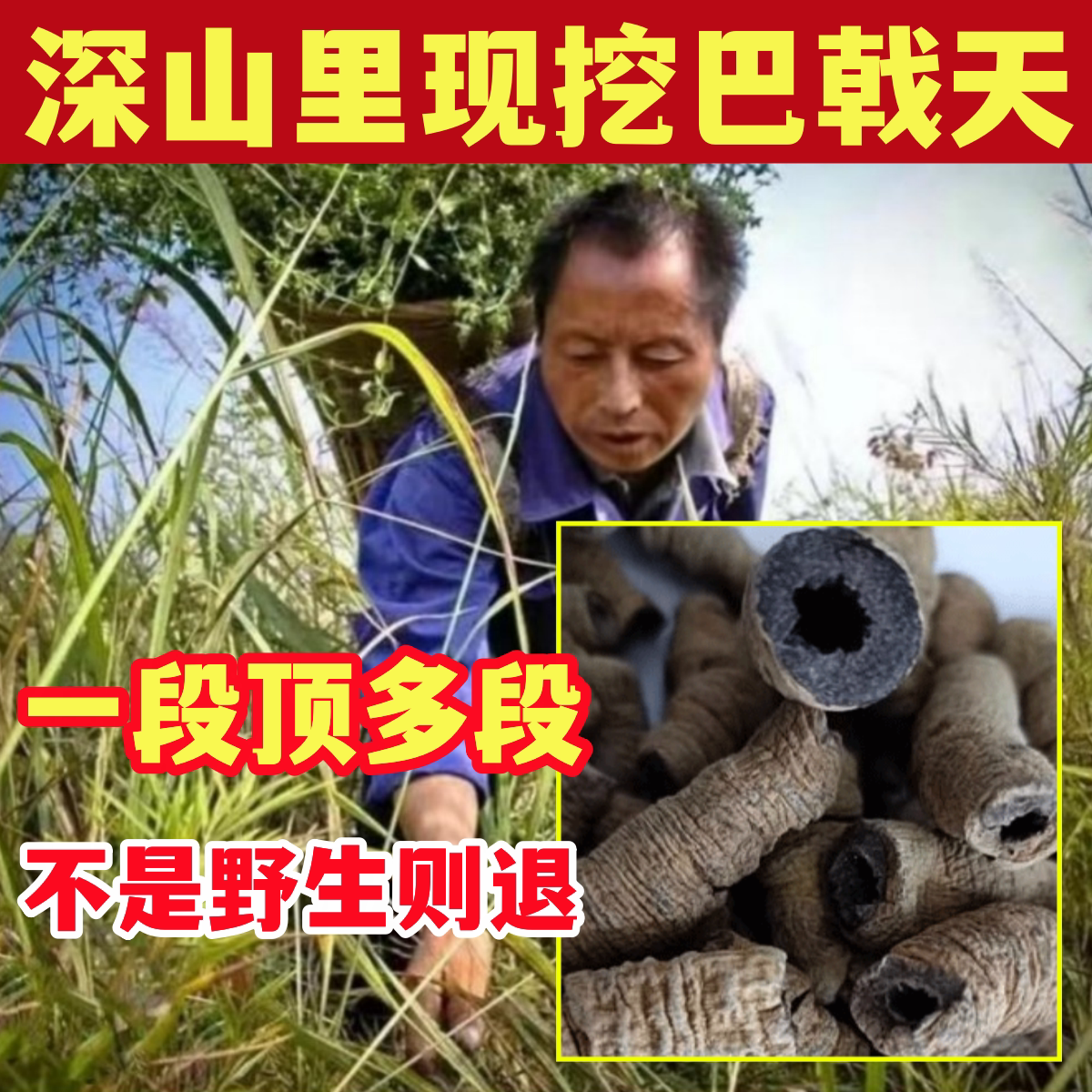 纯野生巴戟天中药材正品特级天然锁阳肉苁蓉杜仲男性泡酒炒巴戟天
