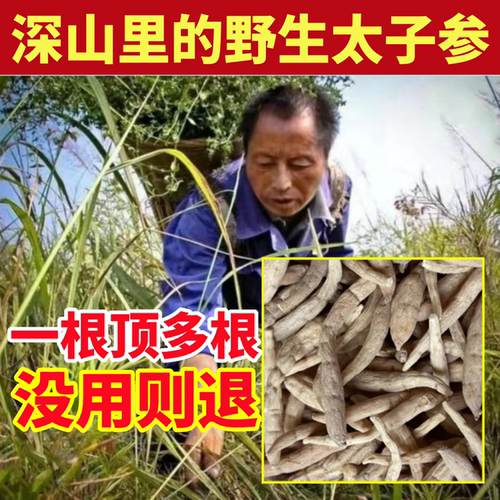 太子参深山野生太子参纯天然中药材正品特级太子参麦冬儿童煲汤喝