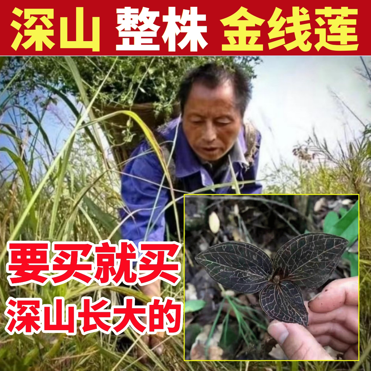 金线莲深山野外生长金线莲纯天然干货中药材正宗养生茶养肝金钱莲