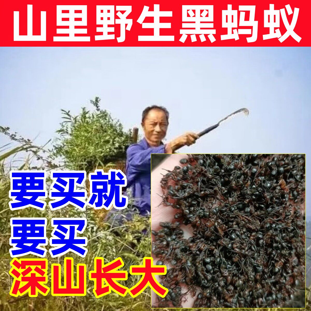 黑蚂蚁深山纯野生黑蚂蚁干纯天然中药材长白山养生酒蚁拟黑多刺蚁
