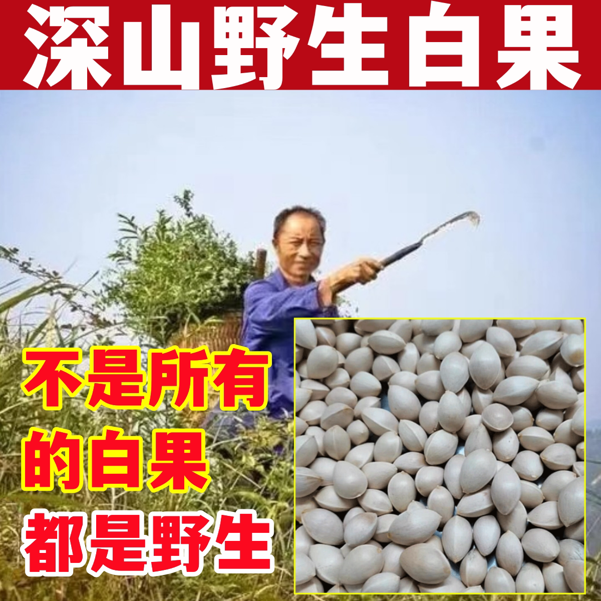深山白果干天然中药材老树白果果粉新鲜大果干货古树白果仁白果粉