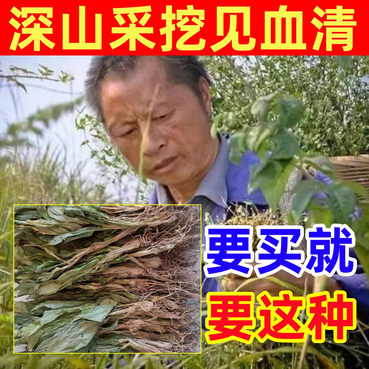 见血清深山纯野生见血清纯天然中药材草药茶干货的功效羊耳蒜立地