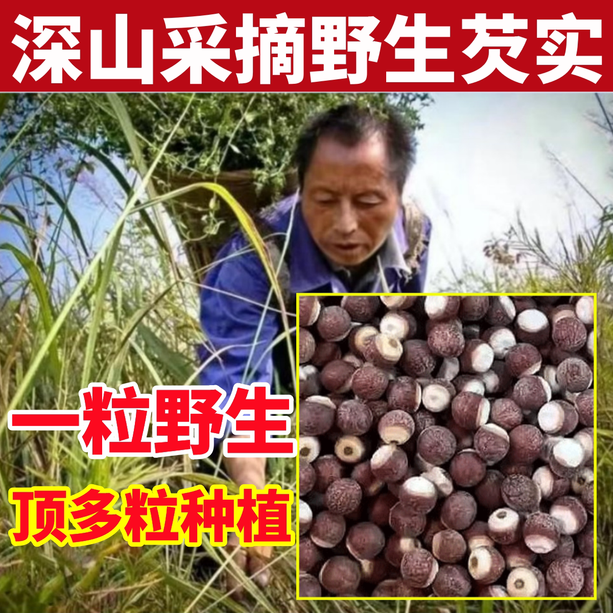 深山纯野生芡实500g特级正品中药材鸡头米果茨实干货欠实子粒颗粉