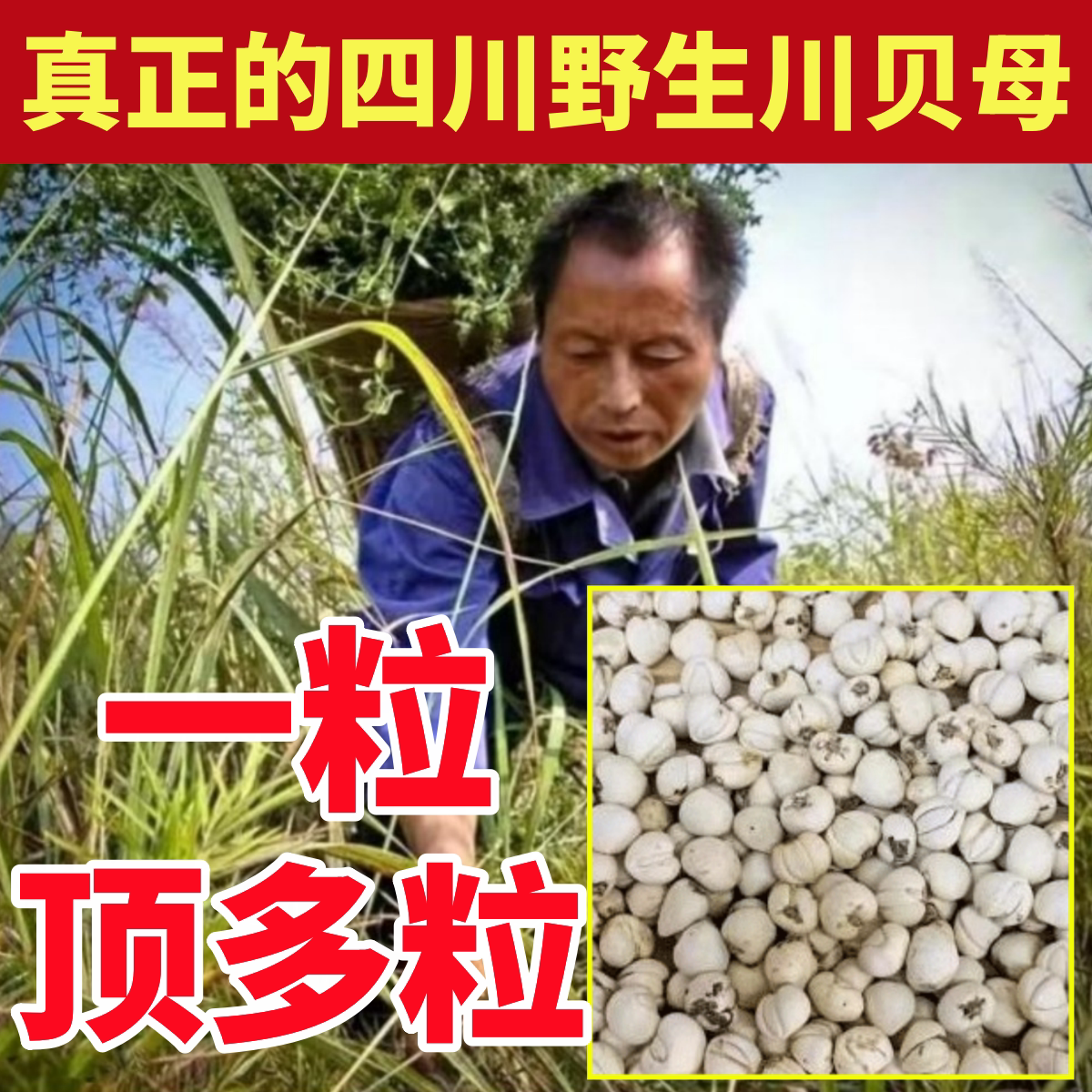 川贝母深山纯野生川贝母纯天然中药材正品官方旗舰店粉片松贝藏青