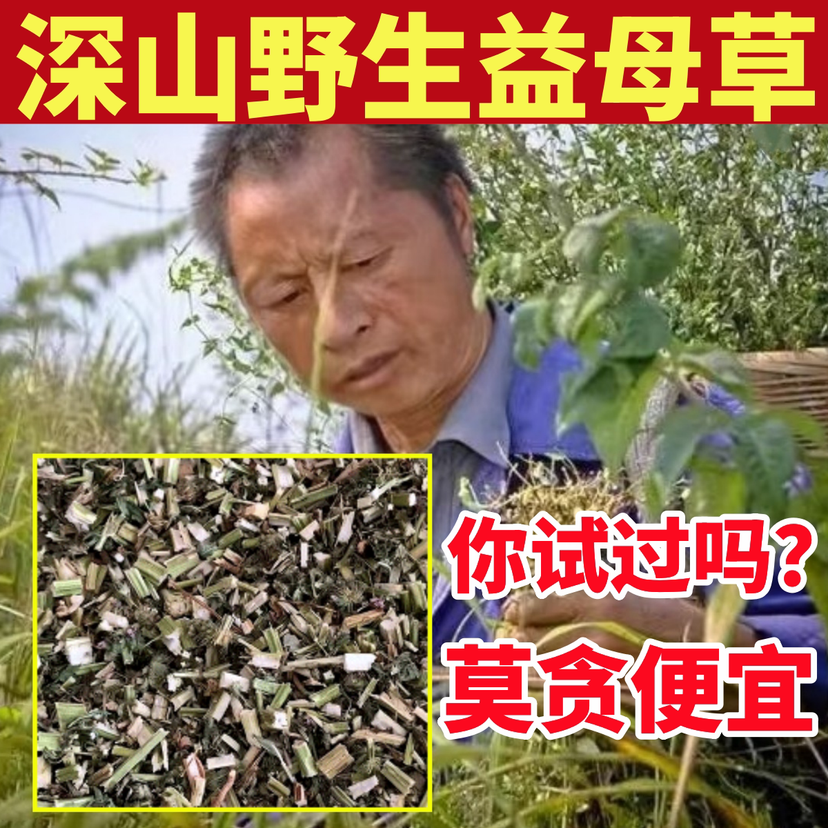 益母草深山纯野生干益母草纯天然中药材泡水喝晒干调大姨妈茶粉经