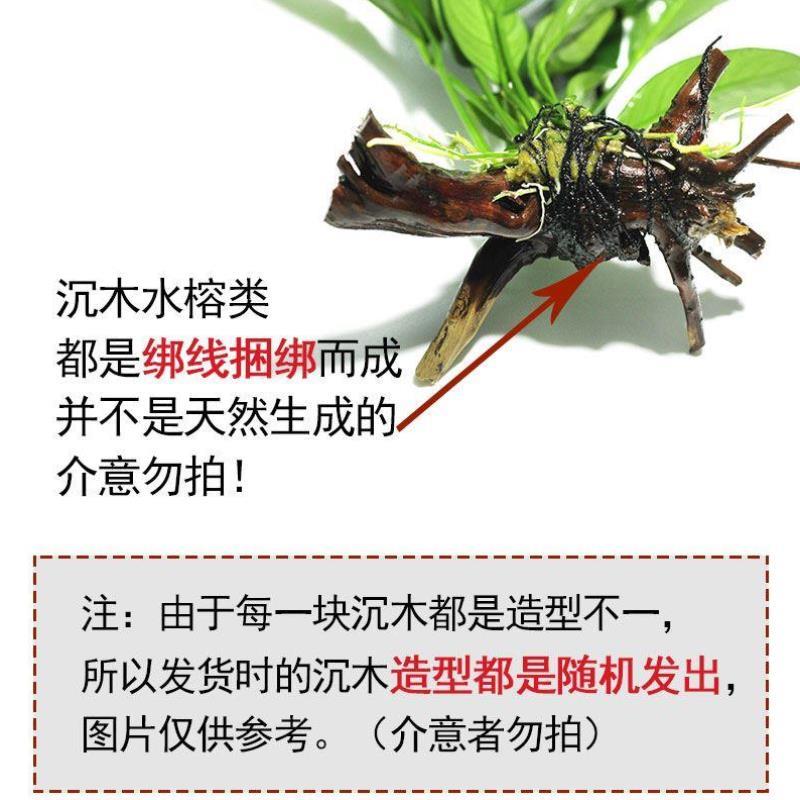 水培植物和鱼共养无泥水草冒泡鱼缸一体免打理生态养鱼专用真草&