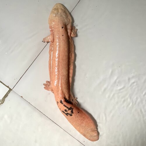 金娃娃鱼活鱼白化活体