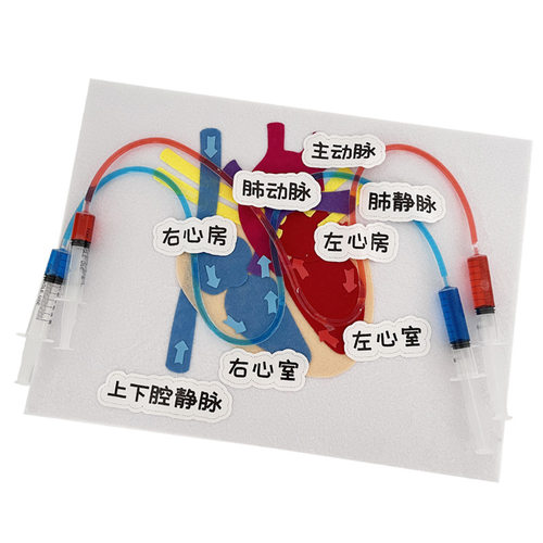 DIY心脏血液循环模型科技小制作儿童小发明科学实验stem材料包