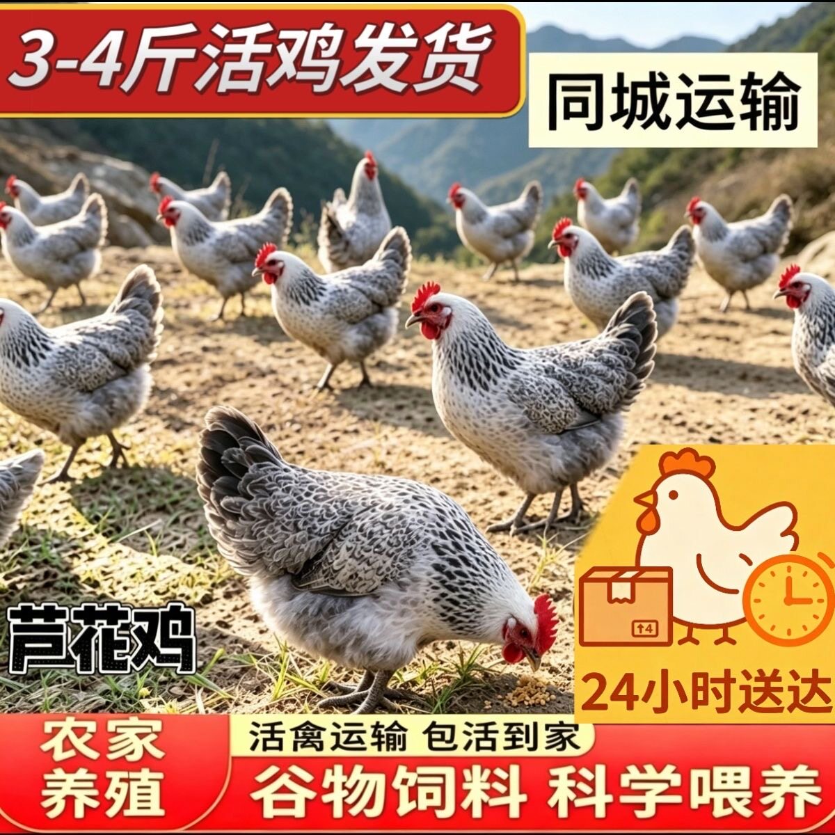 【广东直发】3-4斤纯种芦花散宠物鸡