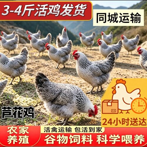 【顺丰直发】3-4斤纯种芦花散养四季稻花成年鸡黑白芦花宠物鸡鸟