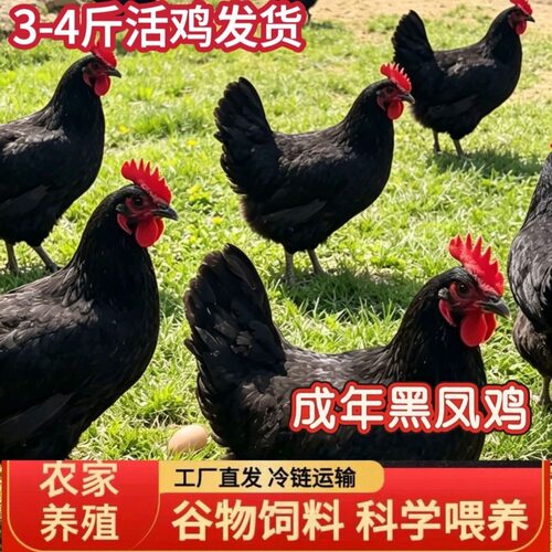 【顺丰活鸡直发】3-4斤黑凤鸡蛋鸡土鸡母鸡绿白壳正宗散养乌脚鸡