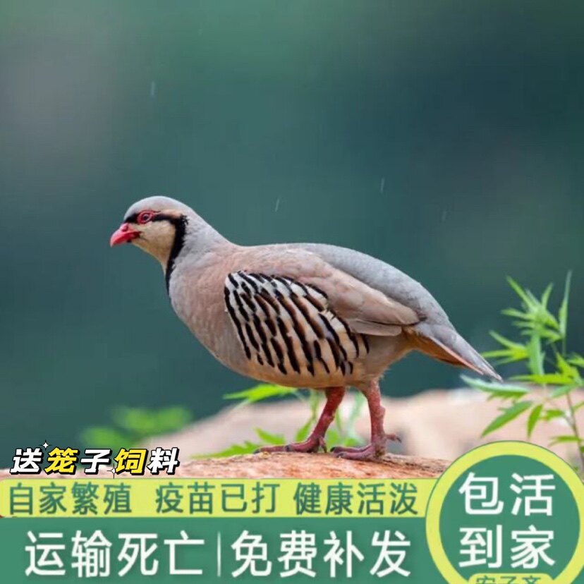 鹧鸪活体一对石鸡呱呱鸡飞龙鸟嘎啦朶拉鸡美国鹧鸪鸡活苗成年包活
