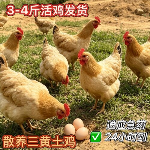 【顺丰活鸡直发】3-4斤正宗黄土三黄鸡鸡大品种鸡高下蛋产蛋鸡