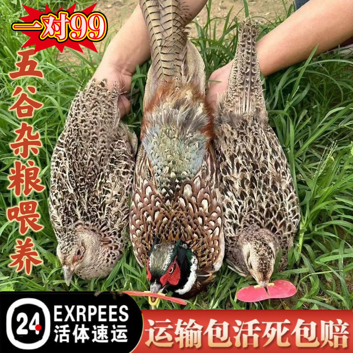 【顺丰】正宗成年七彩山鸡农家散鸟