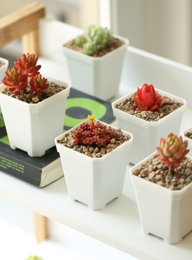 多肉花盆塑料小白方加厚白色小号方形花盆育苗盆叶插盆多肉植物盆