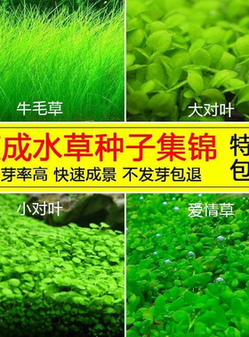 四季速成水草种子生态鱼缸水缸前景草坪草籽造景大小对叶牛毛草籽