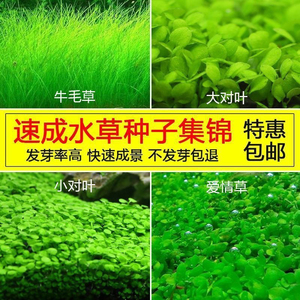 四季速成水草种子生态鱼缸水缸前景草坪草籽造景大小对叶牛毛草籽