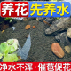 碗莲专用水草泥碗莲高肥力陶粒睡莲水培植物造景营养臭水浑水鱼缸