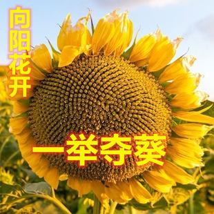 六月花大型观赏型向日葵种子高考花向阳花追光少年迎风而扬四季种