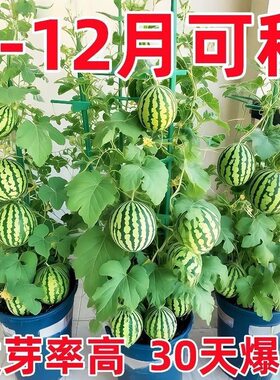 超甜麒麟蜜罐小西瓜籽无籽小西瓜四季种植阳台庭院盆栽水果籽