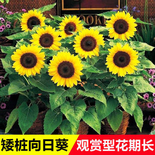 观赏向日葵种子向阳花种子矮向日葵种子盆栽向日葵食用瓜子种子