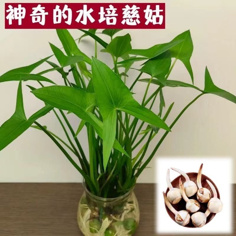 水生植物慈姑茨菇苗燕尾草挺水水草湿地鱼缸池塘净化花卉种球真草