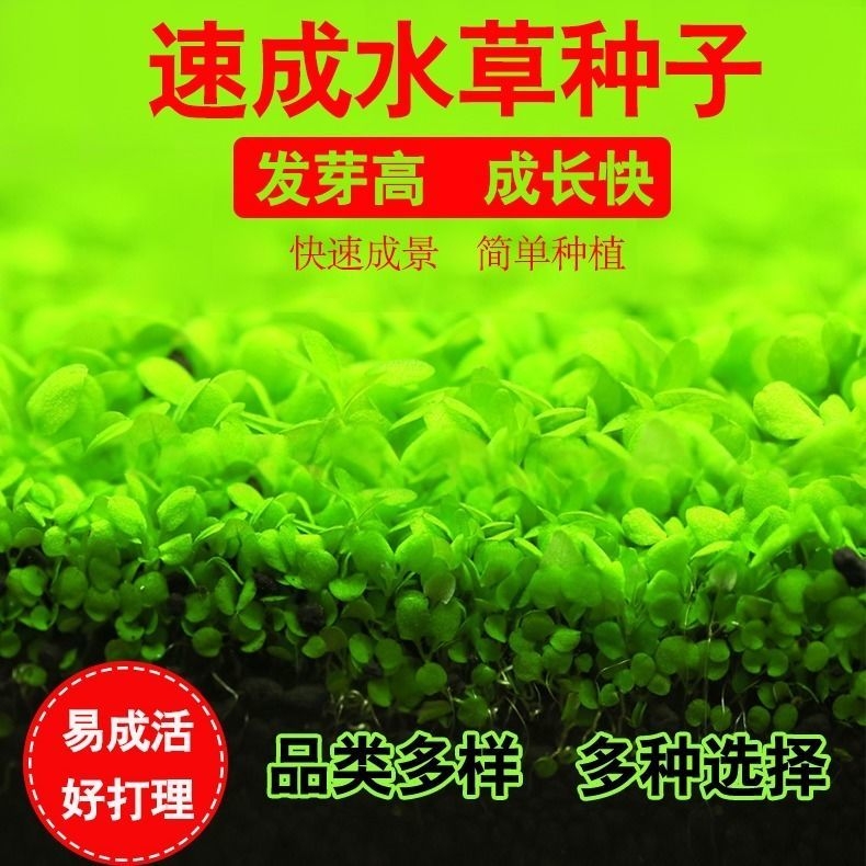 水草微景观水培鱼缸DIY造景