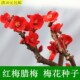 种室内阳台四季 梅花种子 盆栽庭院四季 花卉种子 播耐寒 红梅腊梅
