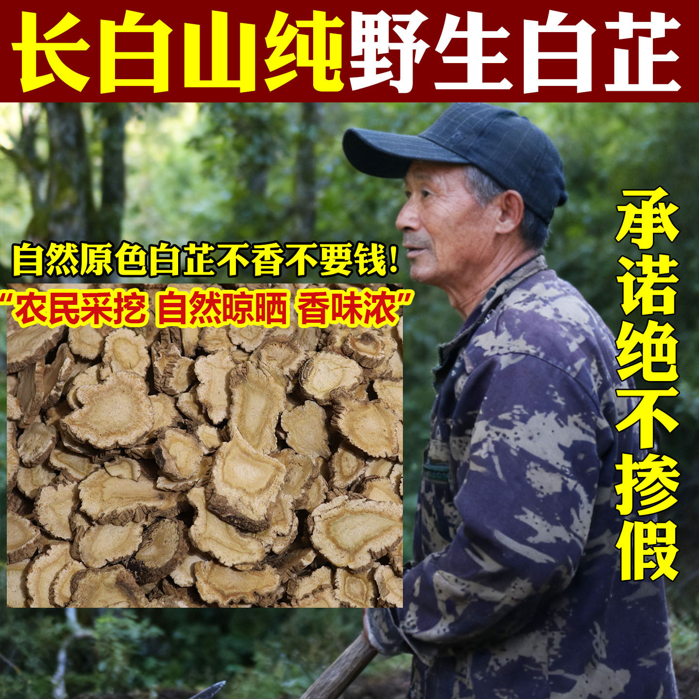 野生白芷片无硫正品特级炖肉香料图片