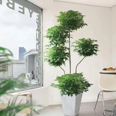 【精品老桩】1.7-1.8米五层绿宝幸福树大型绿植客厅室内净化空气