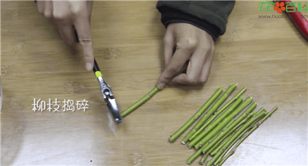 2019新品野生现采新鲜柳树枝 柳枝柳条柳叶生根水中草药避斜|msdalam kategori makanan berkhasiat tradisional, Ubat-ubatan dan makanan yang boleh dimakan, Lain Perubatan dan Makanan yang boleh dimakan - dari Buy2taobao.com untuk memberikan perkhidmatan ejen Taobao profesional membeli