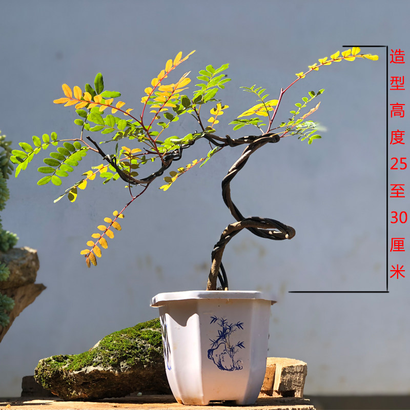 正宗红芽清香木树苗驱蚊绿植花卉好养小盆栽净化空气甲醛四季常绿