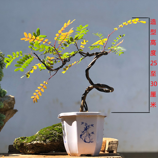 正宗红芽清香木树苗驱蚊绿植花卉好养小盆栽净化空气甲醛四季 常绿