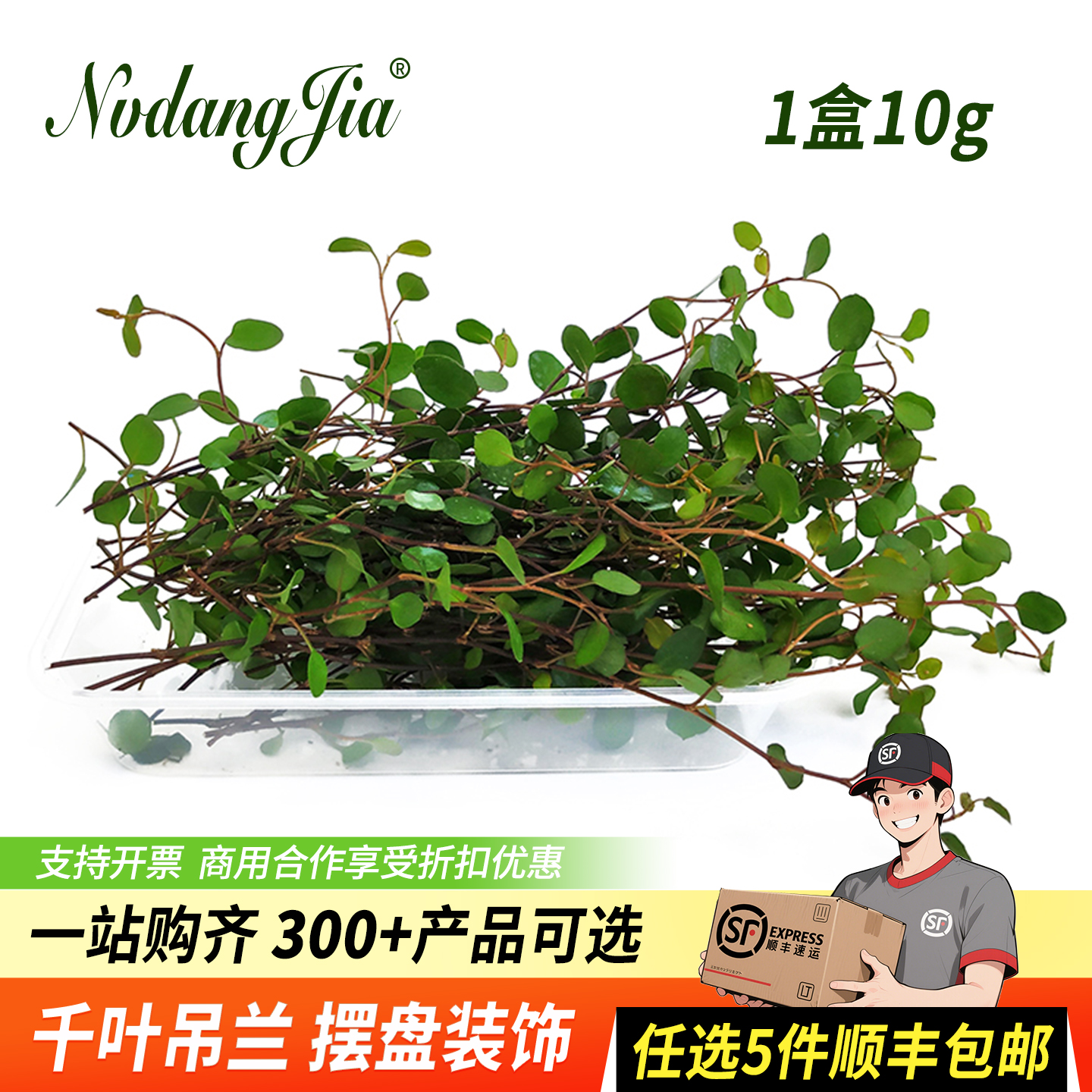 新鲜千叶吊兰长寿腾摆盘装饰花草