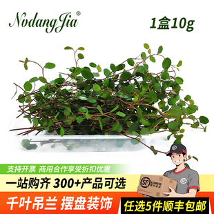 新鮮千葉吊蘭長壽藤吊蘭葉子烘焙蛋糕裝 飾西餐日料刺身擺盤花草