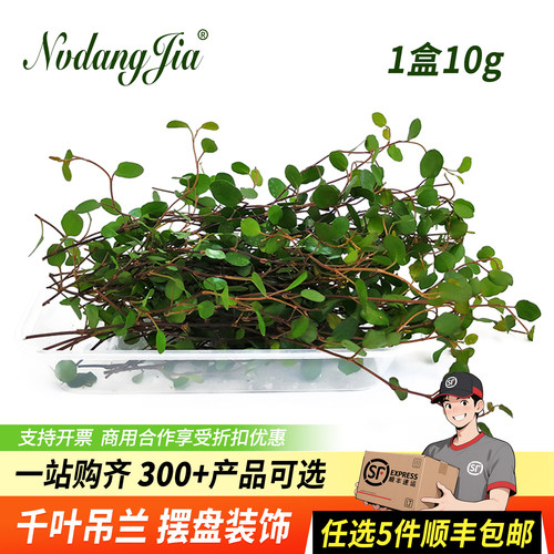 新鲜千叶吊兰长寿藤吊兰装饰花草
