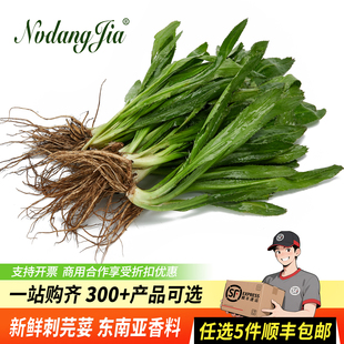新鲜泰国香菜500g刺芫荽大香菜刺芹洋鹅芥假芫茜元西香料越南香菜