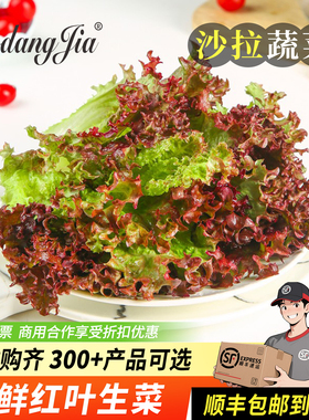 新鲜红叶生菜沙拉蔬菜食材即食沙拉菜烤肉西餐轻食罗莎红生菜蔬菜