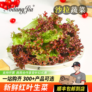 新鲜红叶生菜沙拉蔬菜食材即食沙拉菜烤肉西餐轻食罗莎红生菜蔬菜