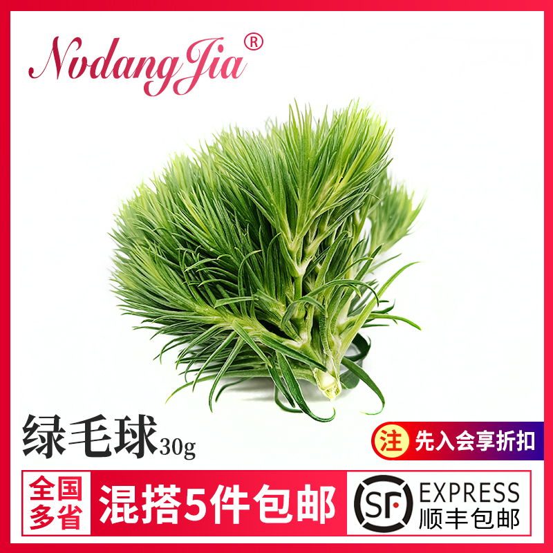 新鲜绿石竹绿毛球青青草30g酒店西餐日料冷艺烘焙花草摆盘装饰-封面