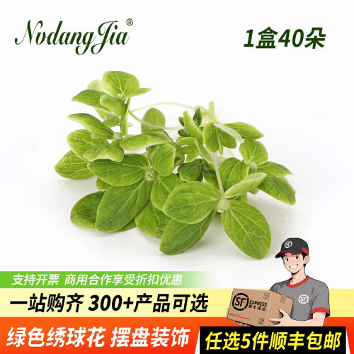 绿色绣球花新鲜青绣球鲜花装饰