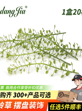 新鲜绿铃草水晶草摆盘装饰花草