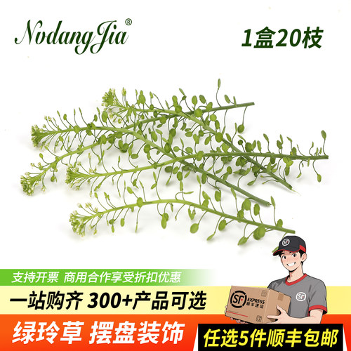 新鲜绿铃草水晶草摆盘装饰花草
